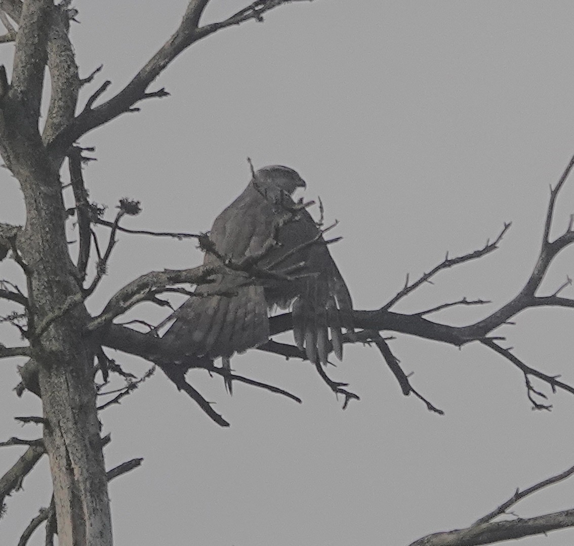 Eurasian Goshawk - Howard Laidlaw