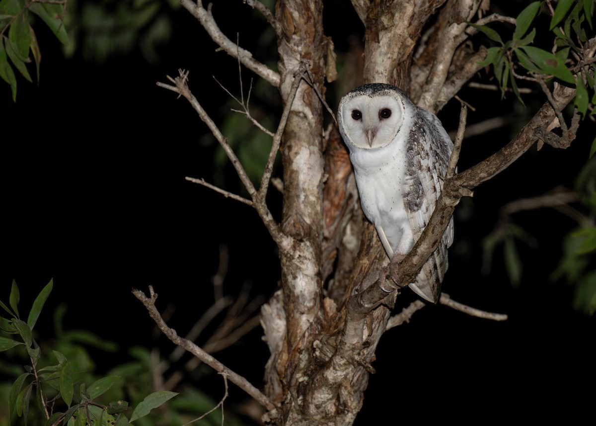 Australian Masked-Owl - ML620780294