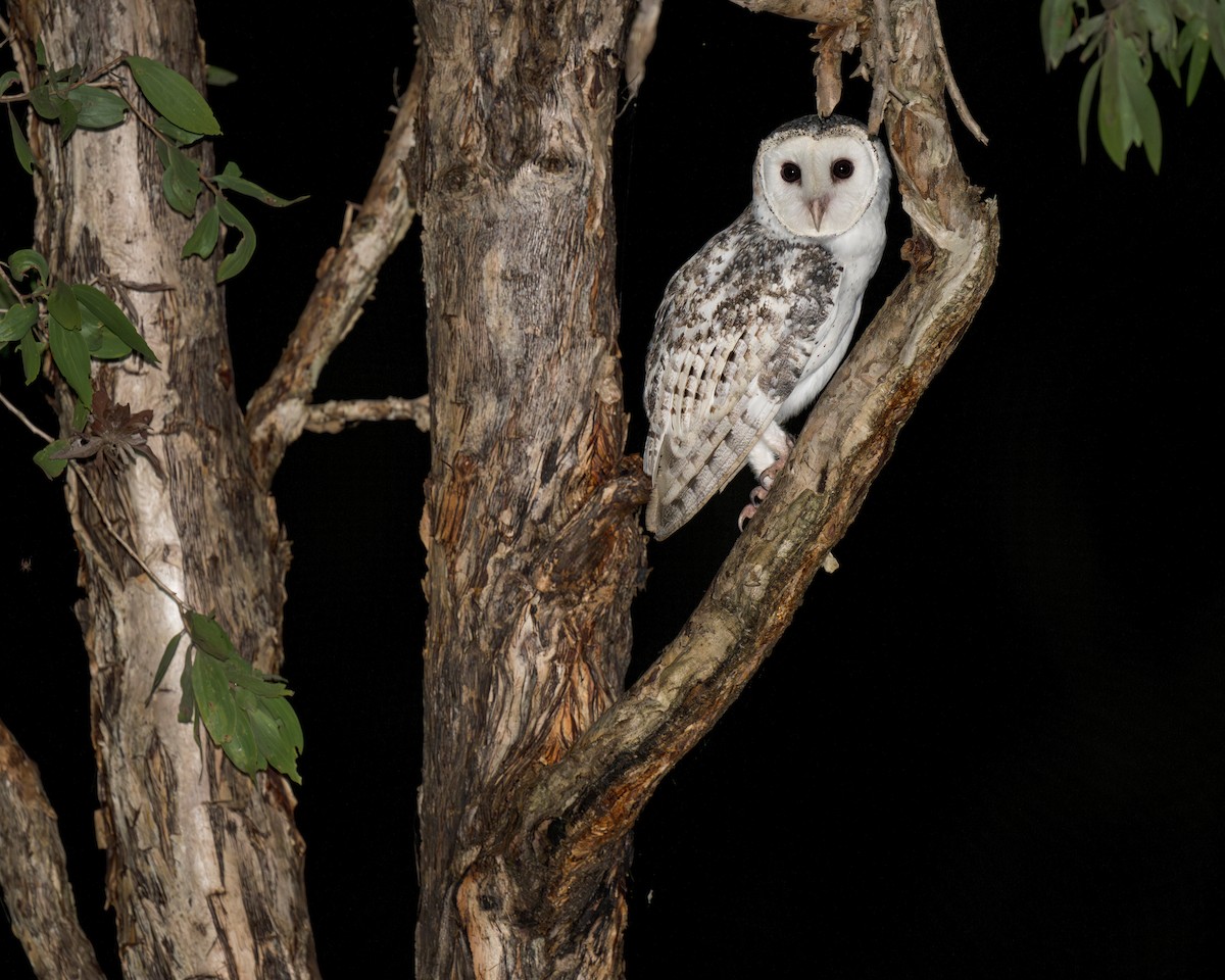 Australian Masked-Owl - ML620780295