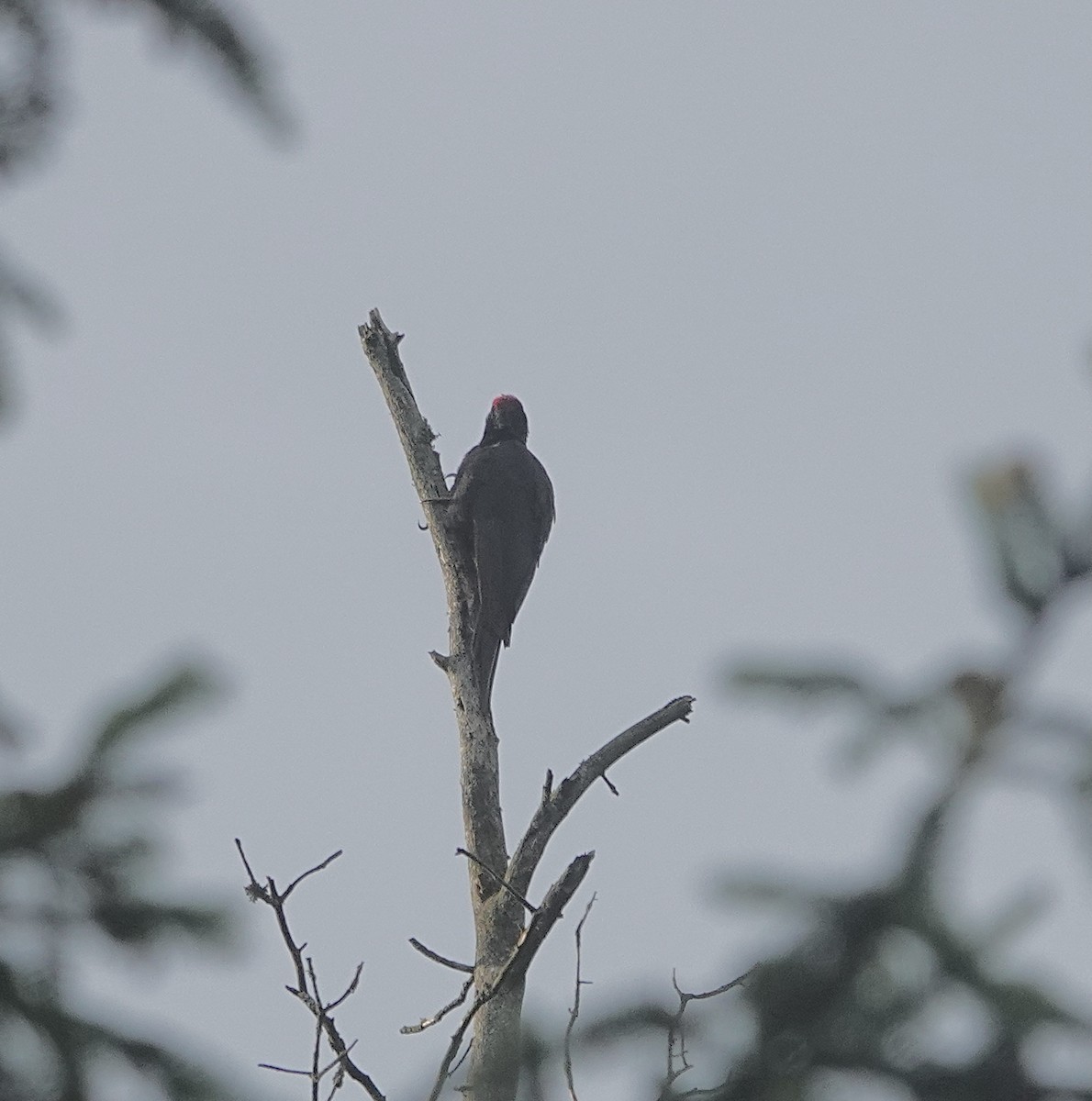 Black Woodpecker - Howard Laidlaw