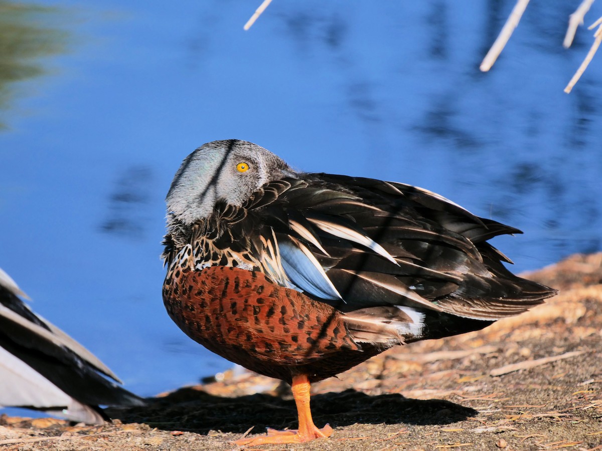 Australasian Shoveler - ML620780299