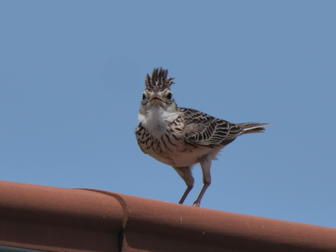 Oriental Skylark - ML620780303