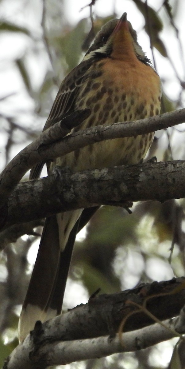 Spiny-cheeked Honeyeater - ML620780306