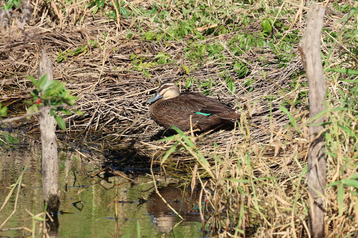 Canard à sourcils - ML620780308