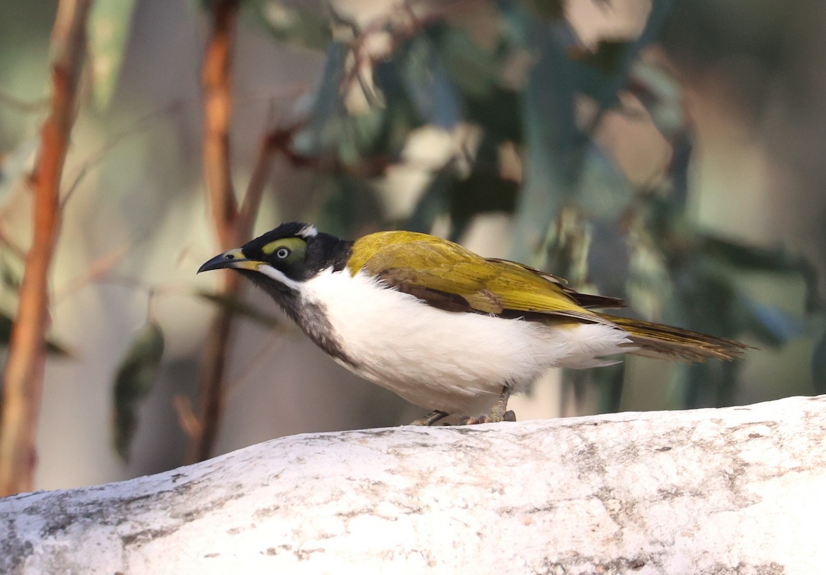 Blue-faced Honeyeater - ML620780309