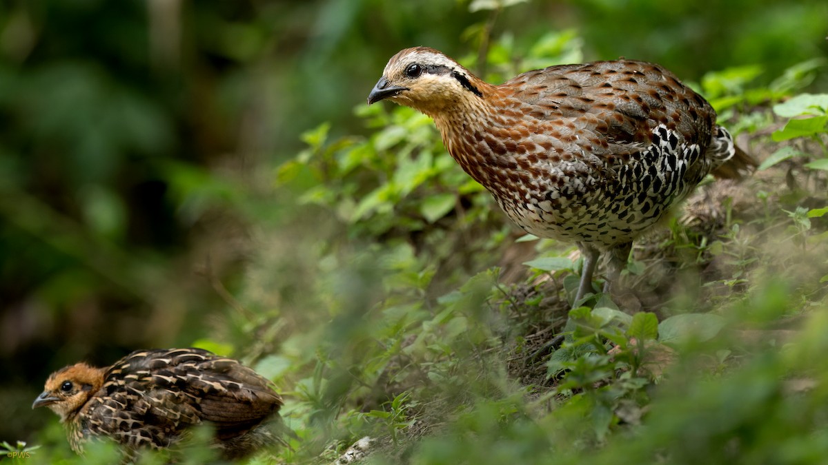 Mountain Bamboo-Partridge - ML620780310