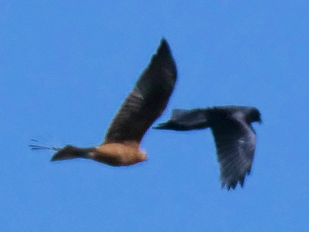 Swamp Harrier - ML620780315