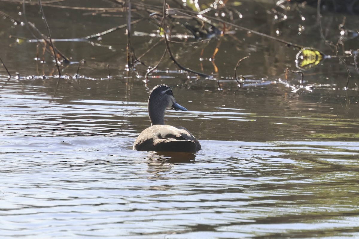 Canard à sourcils - ML620780317