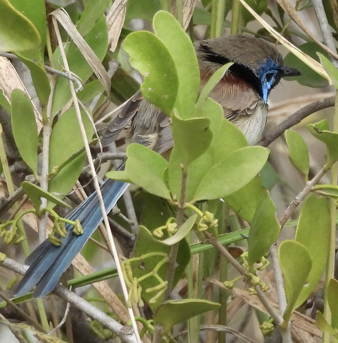 Purple-backed Fairywren - ML620780318