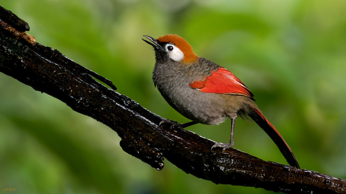 Red-tailed Laughingthrush - ML620780320