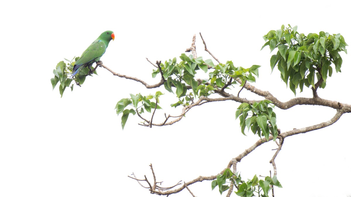 Loro Ecléctico de Nueva Guinea - ML620780322