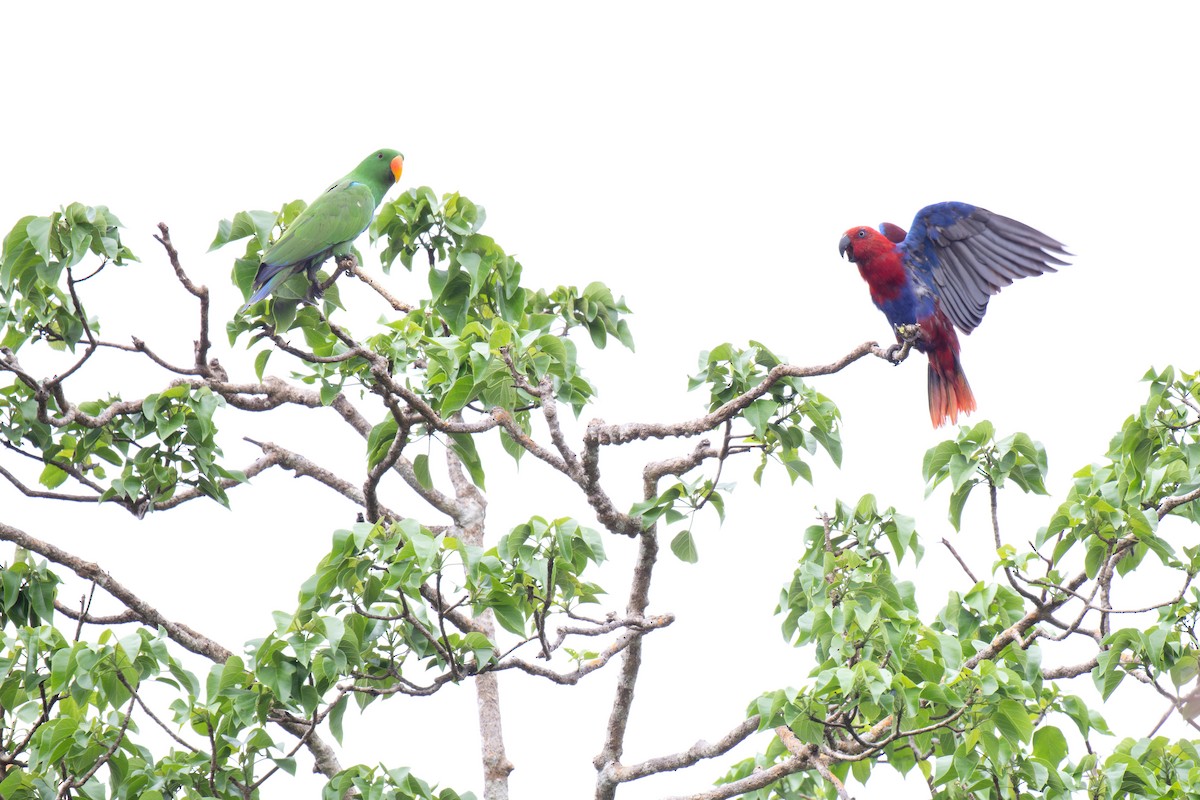 Papuan Eclectus - ML620780323