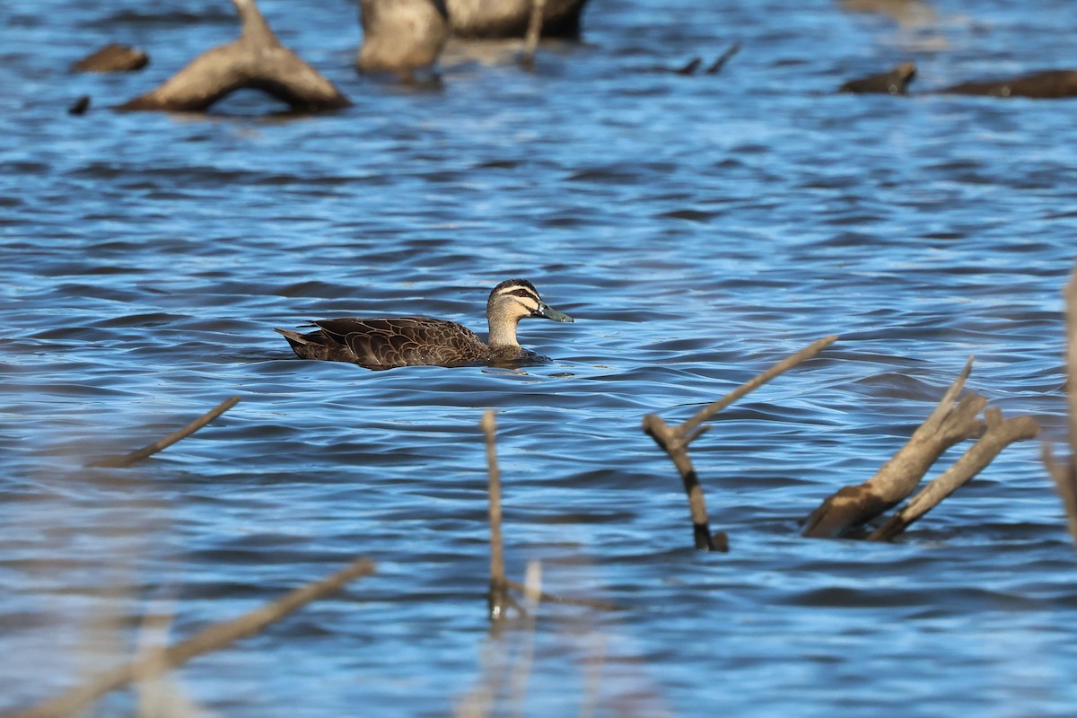 Canard à sourcils - ML620780324