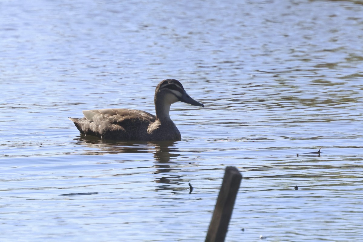 Pacific Black Duck - ML620780325