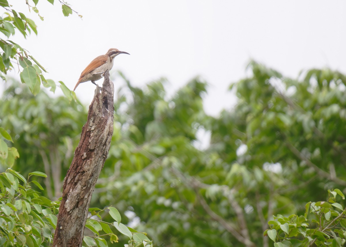 Magnificent Riflebird - ML620780328