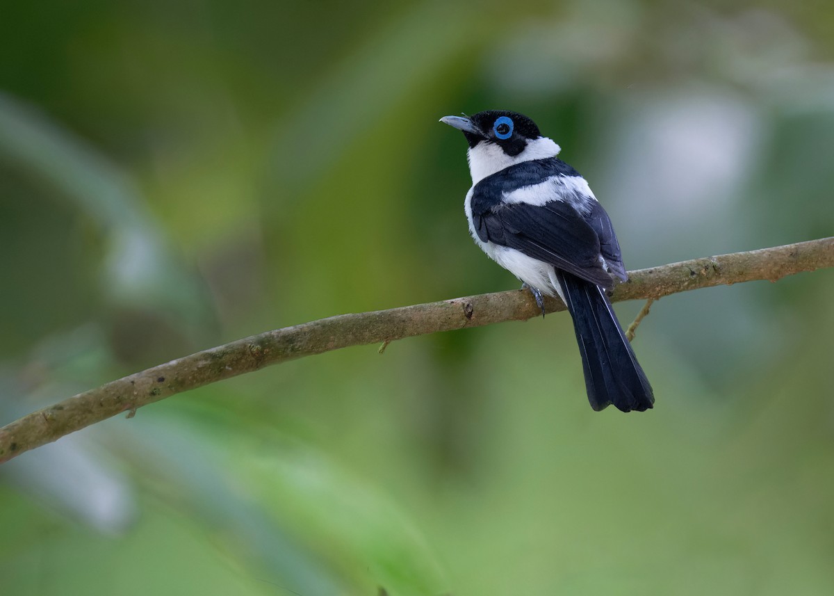 Frill-necked Monarch - ML620780329