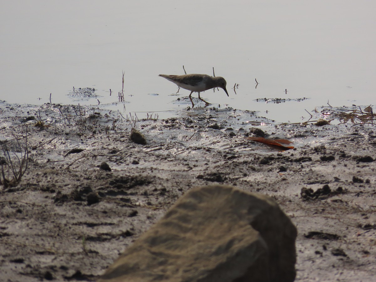 Temminckstrandläufer - ML620780330