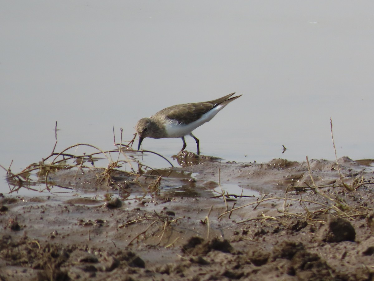 Correlimos de Temminck - ML620780331