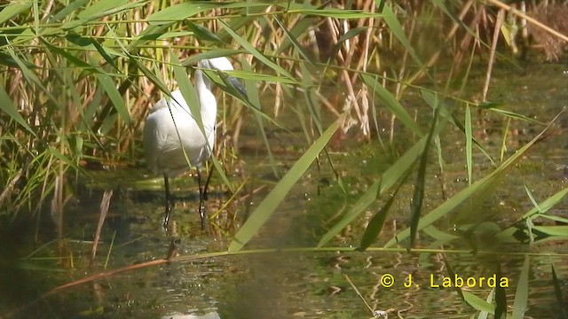 Little Egret - ML620780342