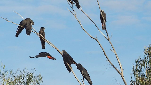 Red-tailed Black-Cockatoo - ML620780357