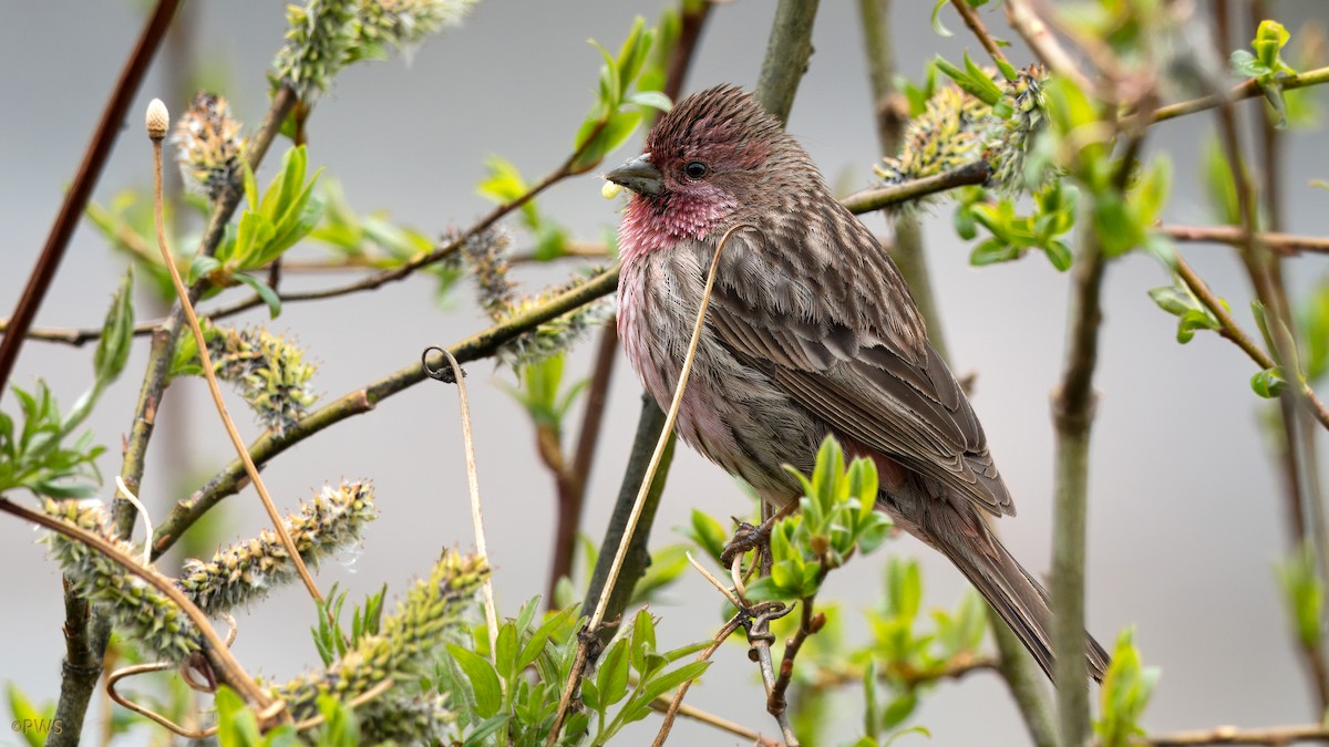 Himalayan Beautiful Rosefinch - Paul Walser Schwyzer