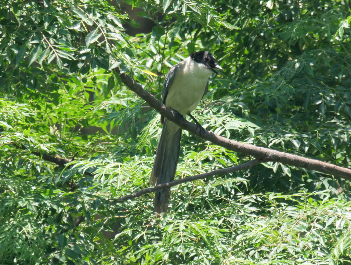 Azure-winged Magpie - ML620780365