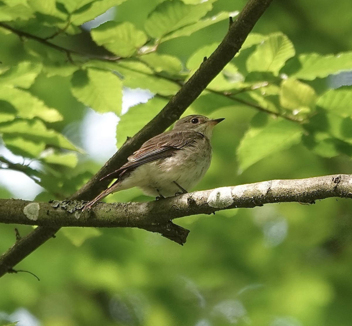 Spotted Flycatcher - ML620780366