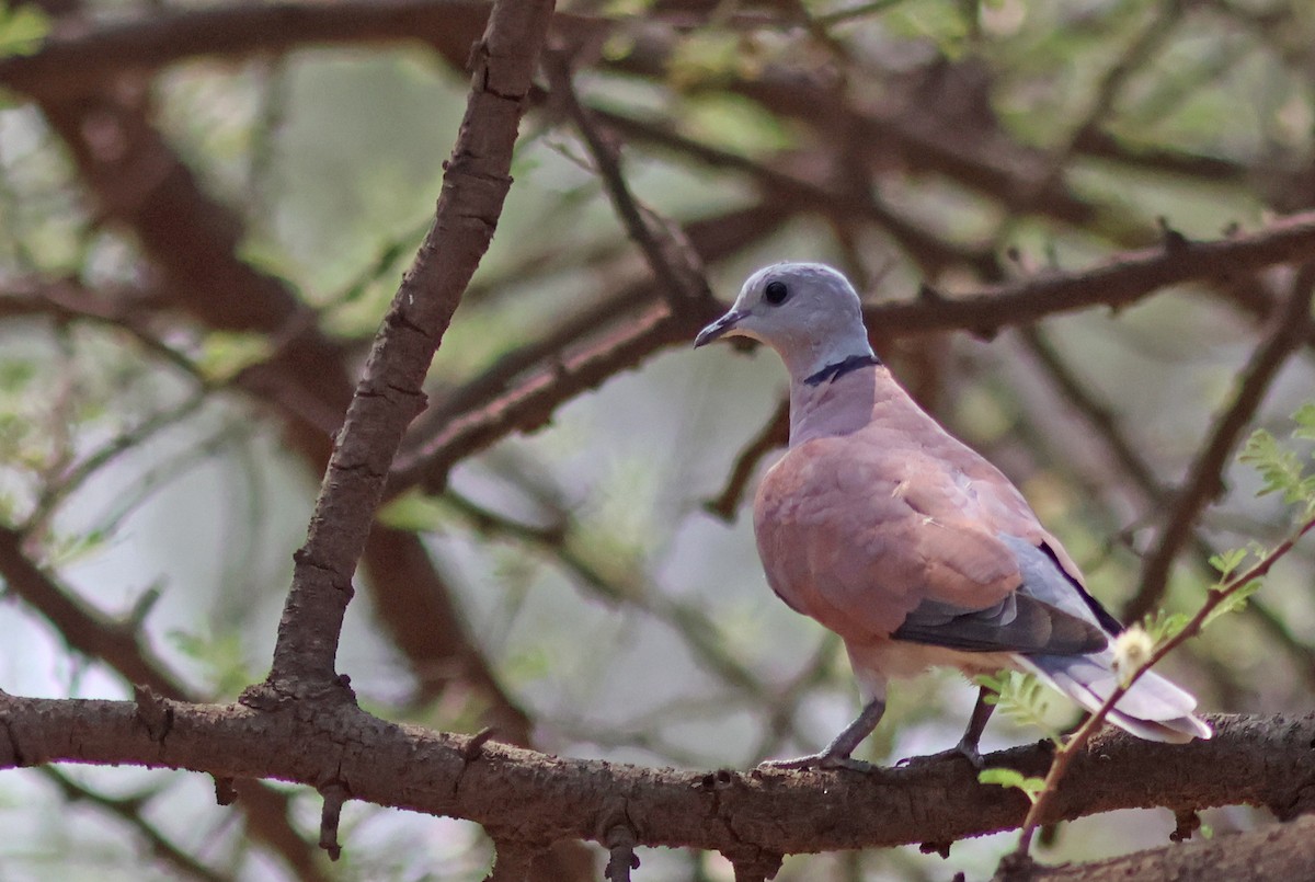 Red Collared-Dove - ML620780367
