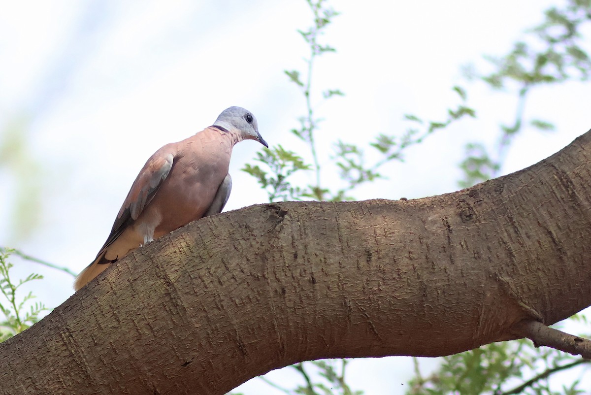 Red Collared-Dove - ML620780368
