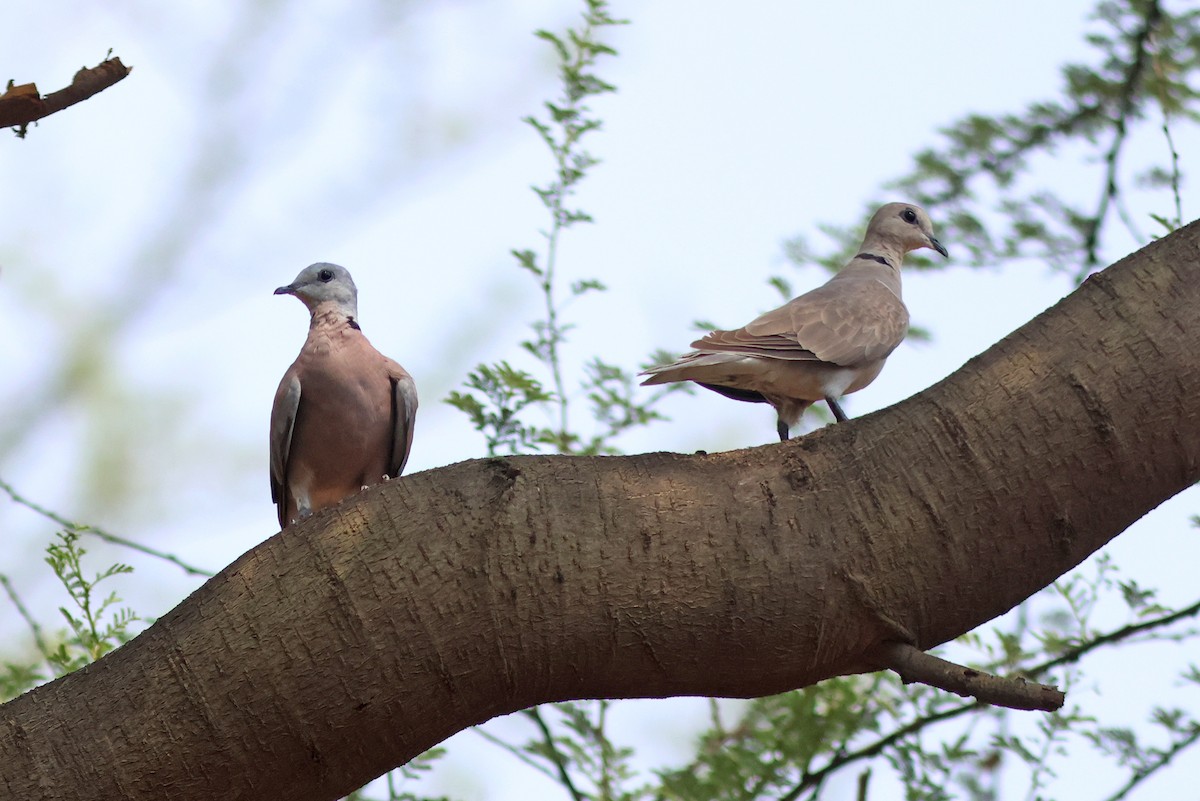 Red Collared-Dove - ML620780369