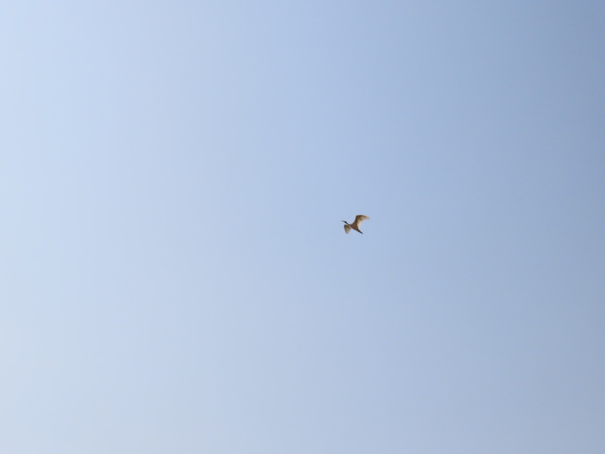 ibis černohlavý - ML620780372