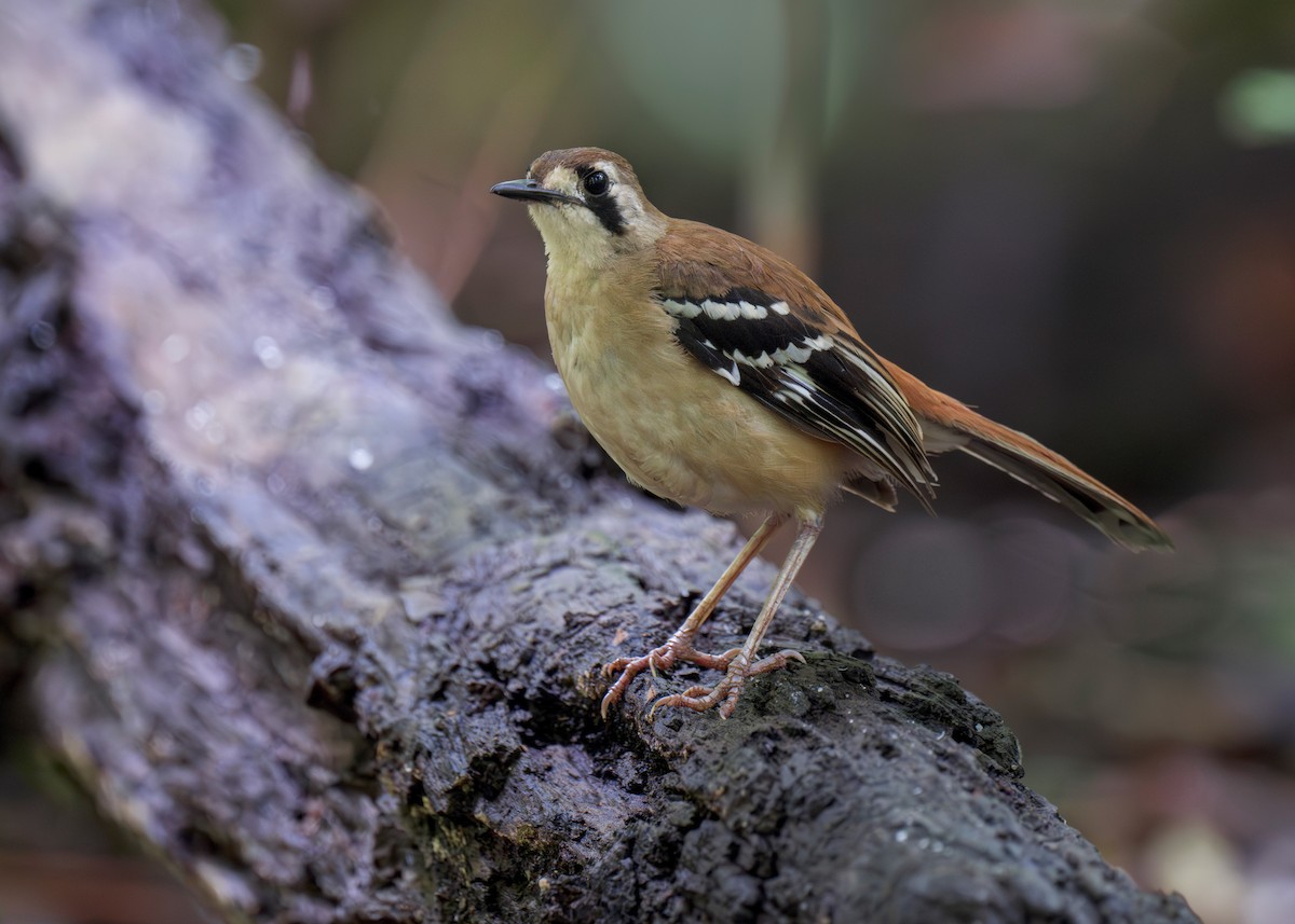 Northern Scrub-Robin - ML620780375