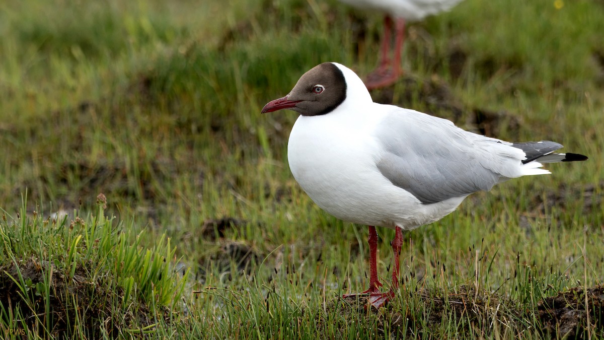 Brown-headed Gull - ML620780377