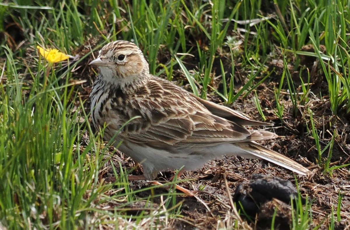 Oriental Skylark - ML620780378