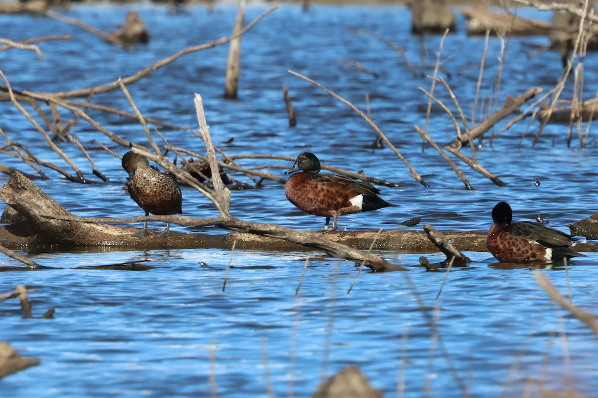 Chestnut Teal - ML620780380