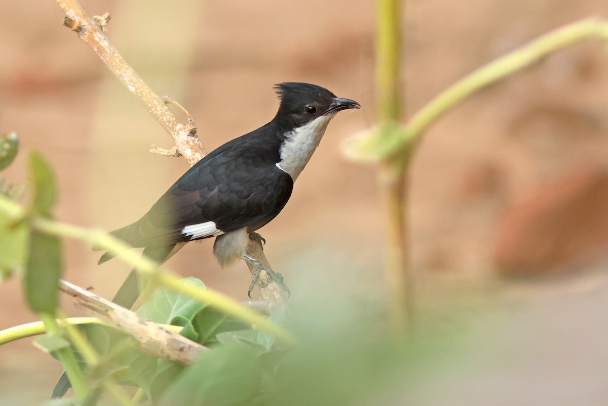 Pied Cuckoo - ML620780381