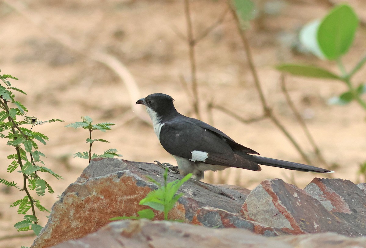 Pied Cuckoo - ML620780382