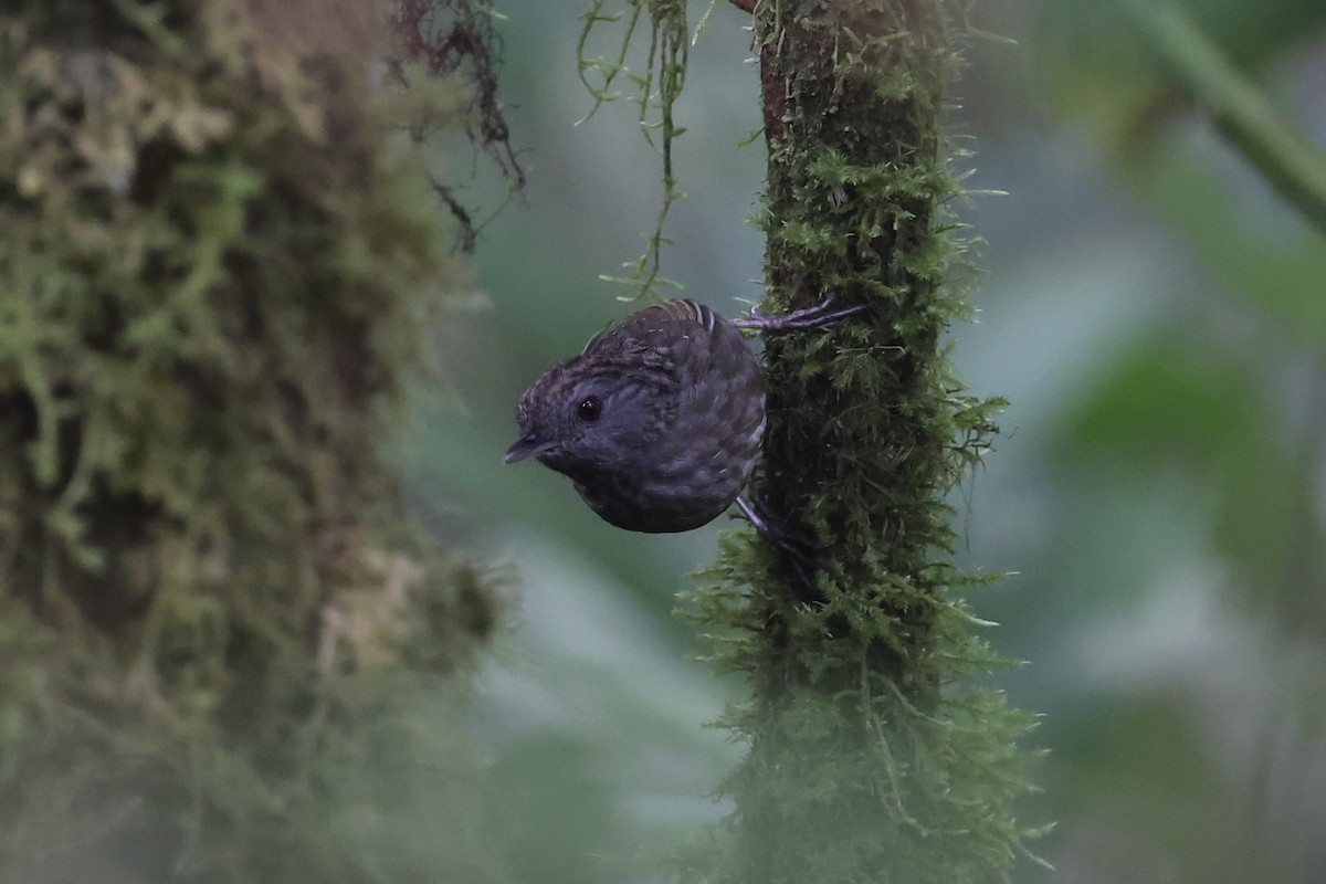 Streaked Wren-Babbler - Andrew William