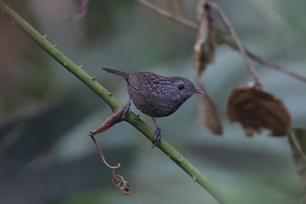 Streaked Wren-Babbler - ML620780391