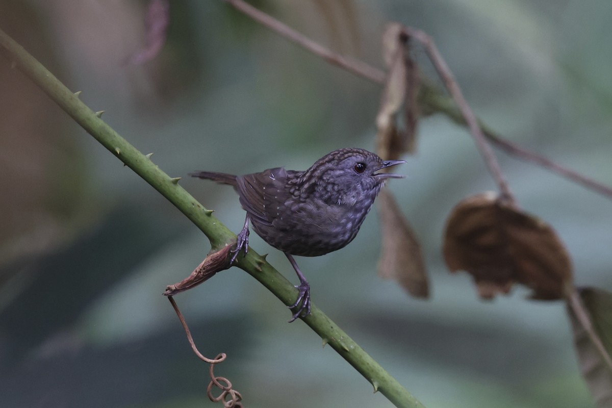 Streaked Wren-Babbler - Andrew William