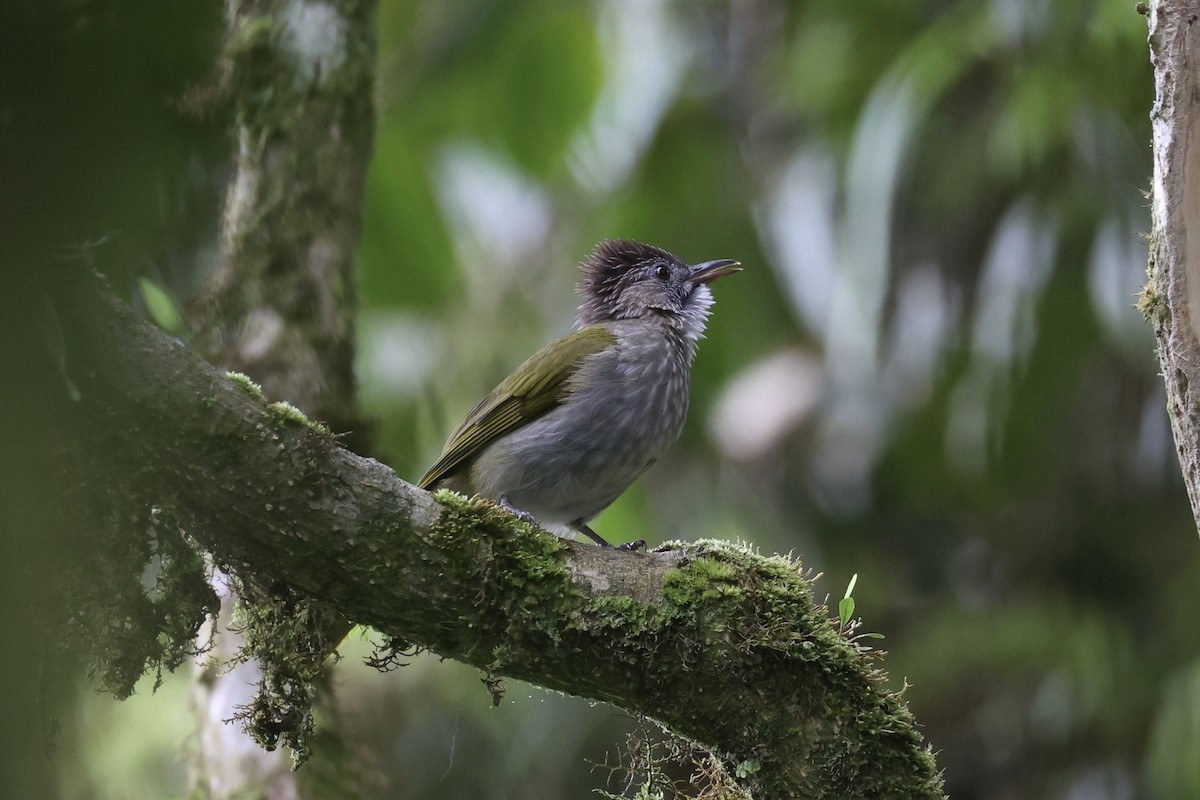 Mountain Bulbul - ML620780398