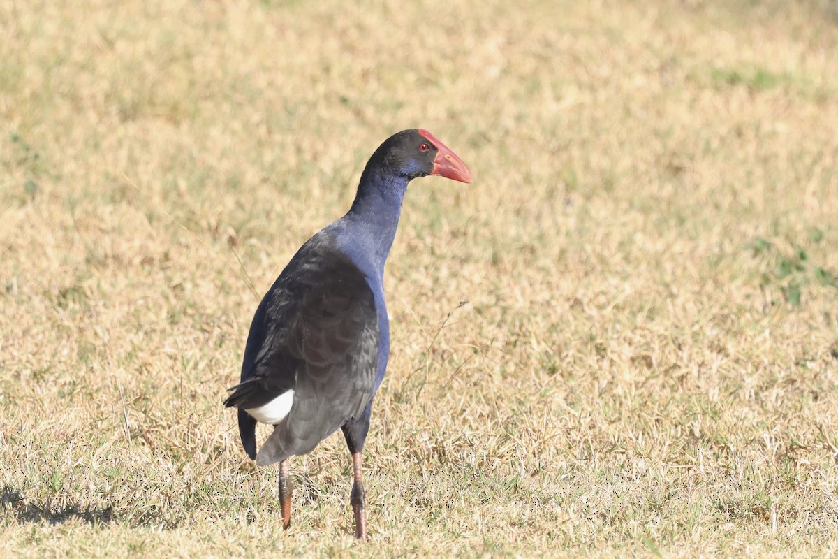 Australasian Swamphen - ML620780399