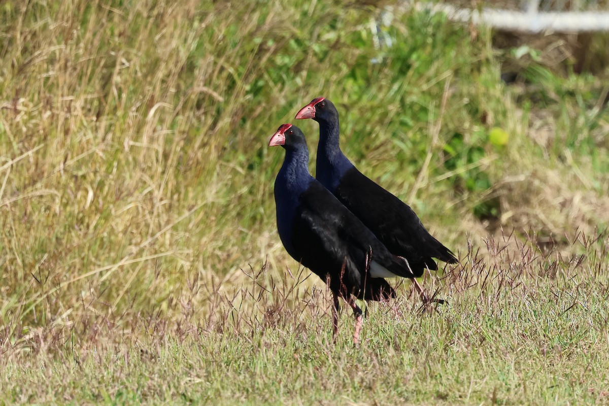 Australasian Swamphen - ML620780400