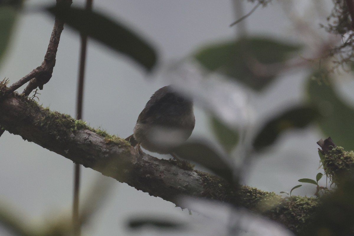 Mountain Fulvetta - ML620780405