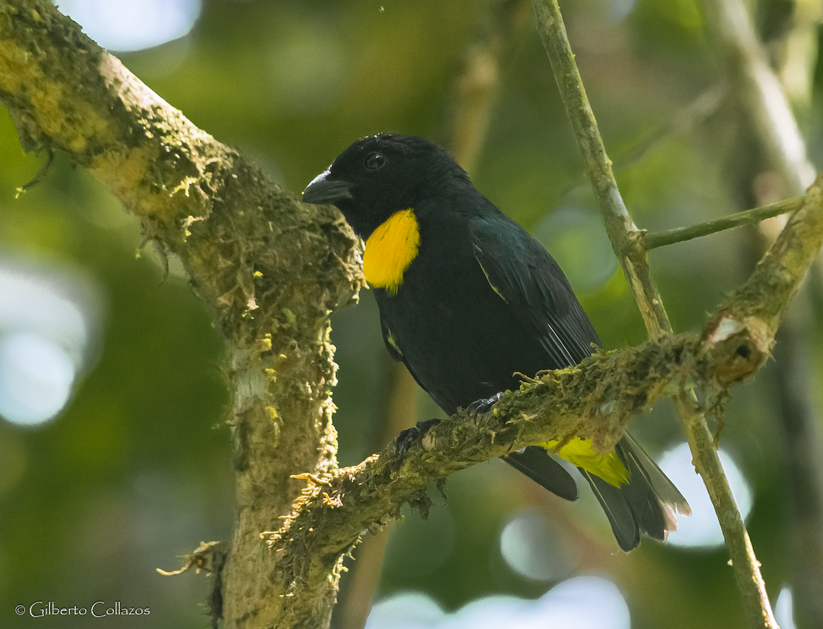 Golden-chested Tanager - ML620780408