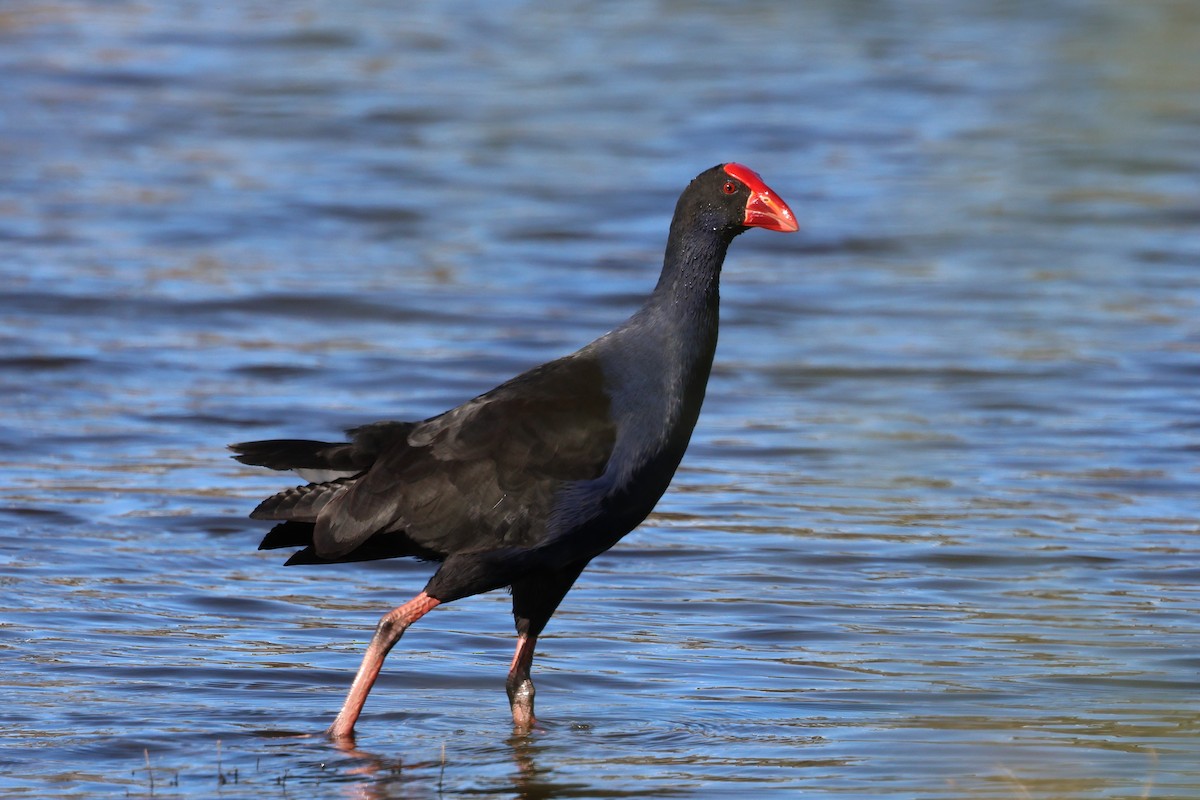 Australasian Swamphen - ML620780416