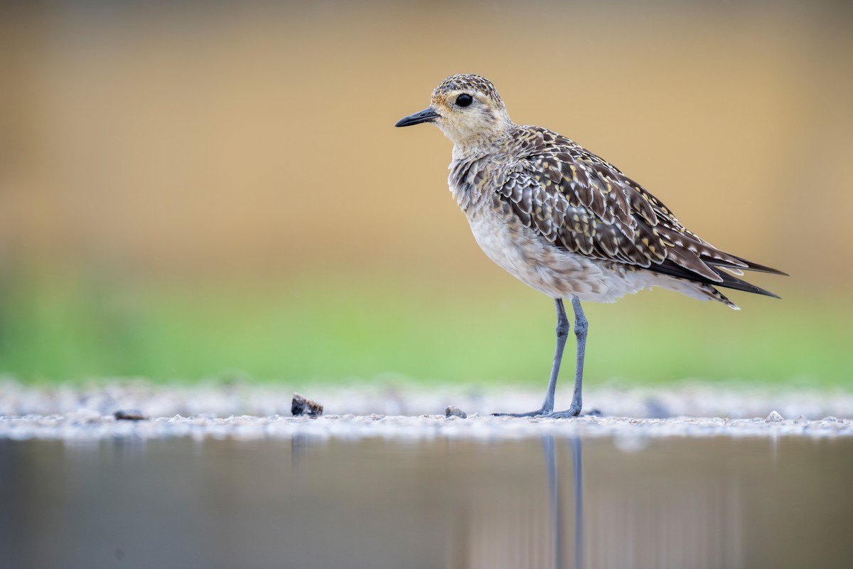 Pacific Golden-Plover - ML620780417