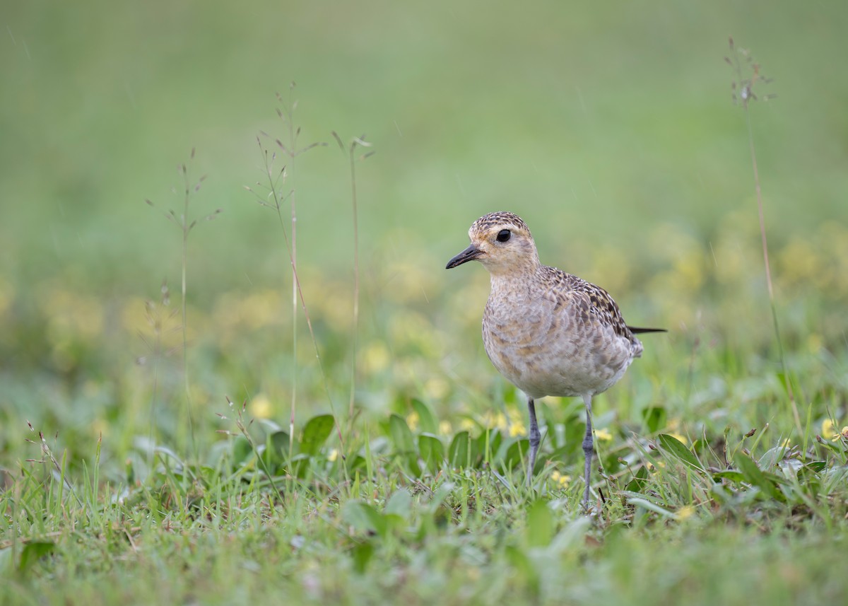 Pacific Golden-Plover - ML620780419