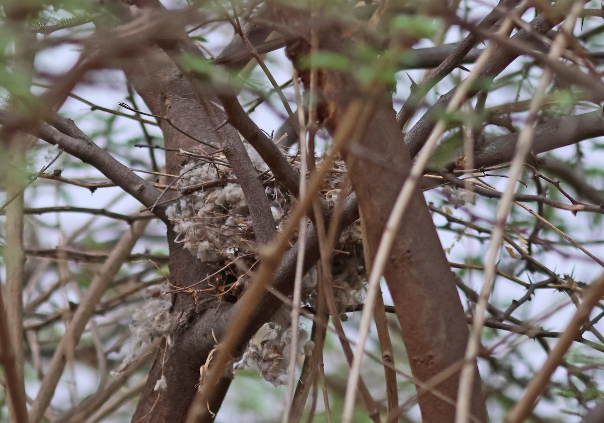 Bay-backed Shrike - ML620780420