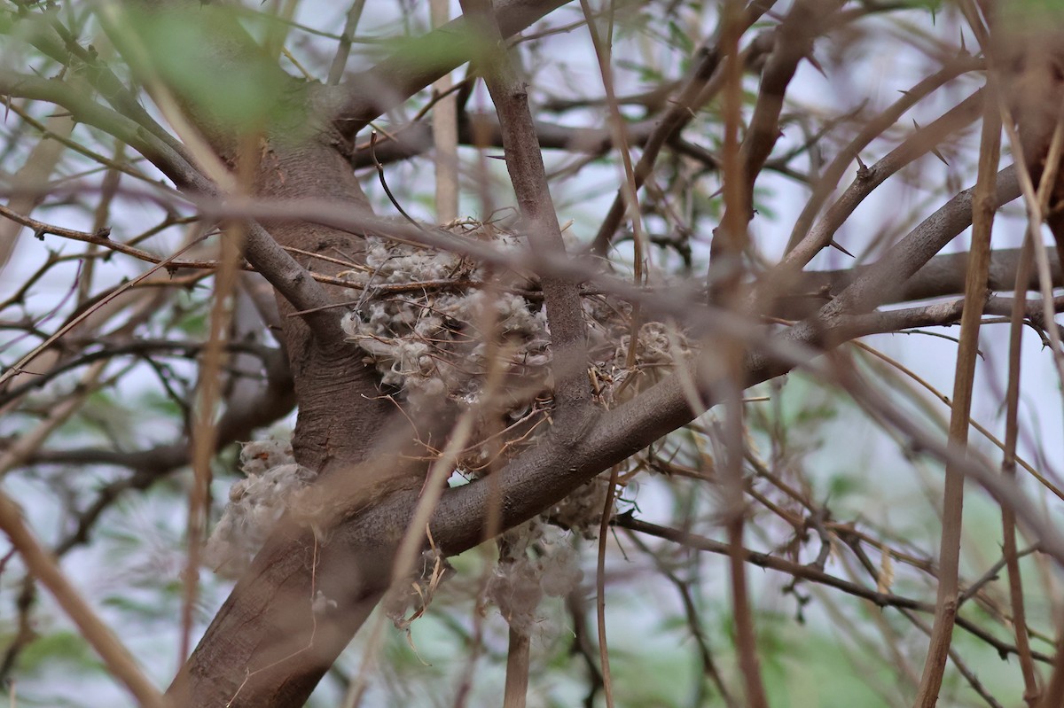 Bay-backed Shrike - ML620780421